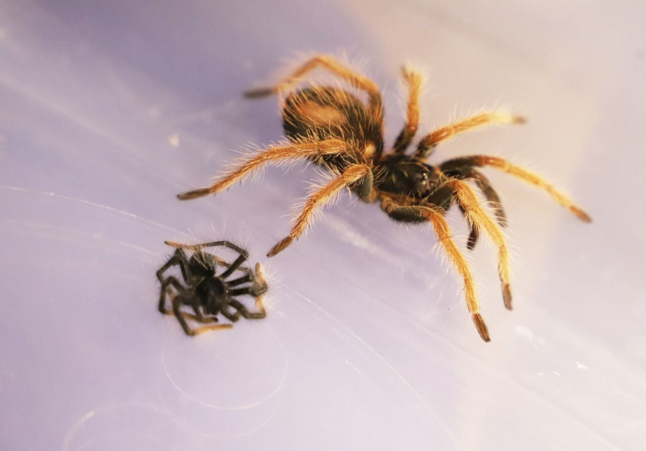 131 tarántulas se encontraban vivas, mientras que 12 estaban muertas.