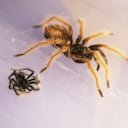 131 tarántulas se encontraban vivas, mientras que 12 estaban muertas.