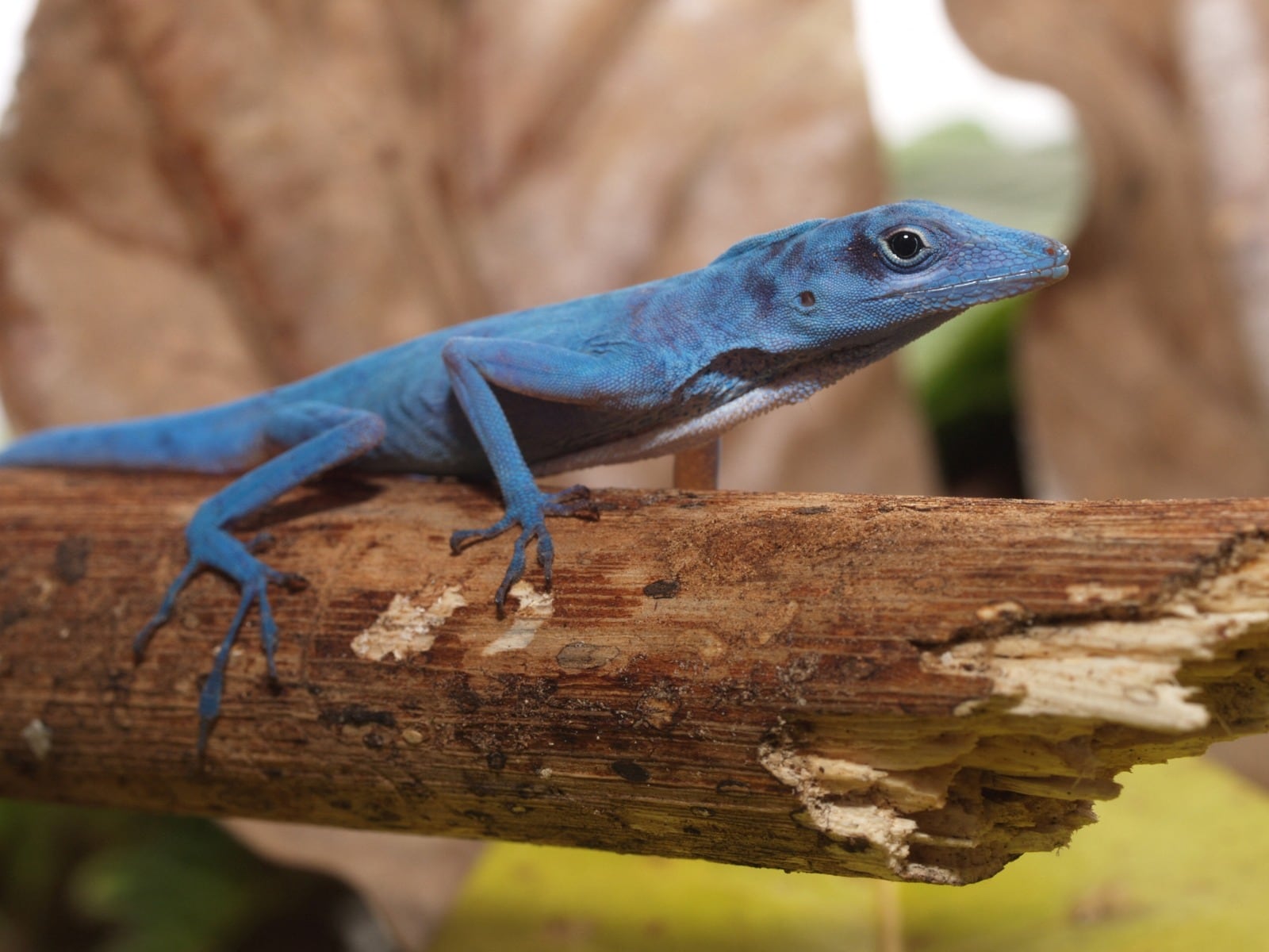 El lagarto azul es una de las especies endémicas más representativas que subsiste en el Parque Nacional Natural Gorgona.