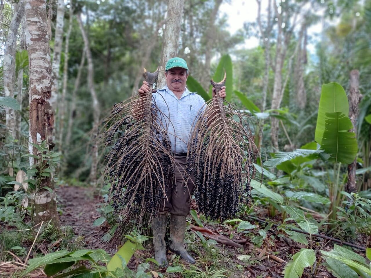 proyectos productivos sostenibles en la Amazonia