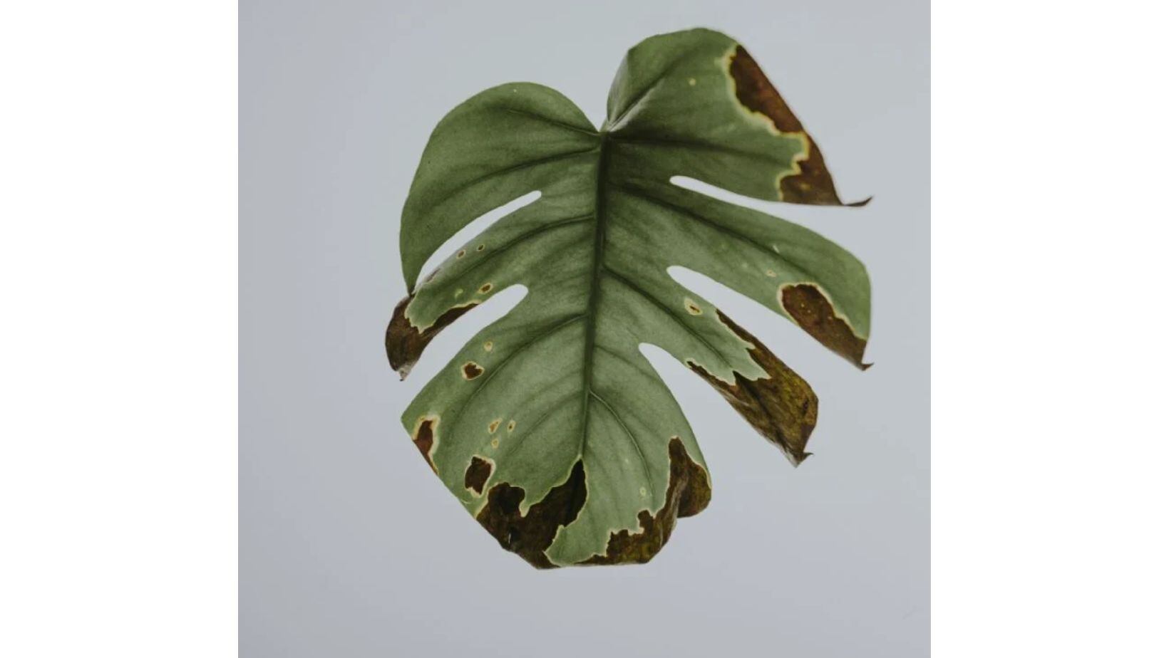 Preste atención si las hojas de sus plantas presentan manchas.