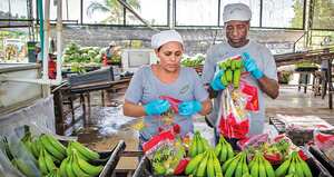 Banano, café y flores han sido vitales para impulsar las exportaciones agrícolas del país.