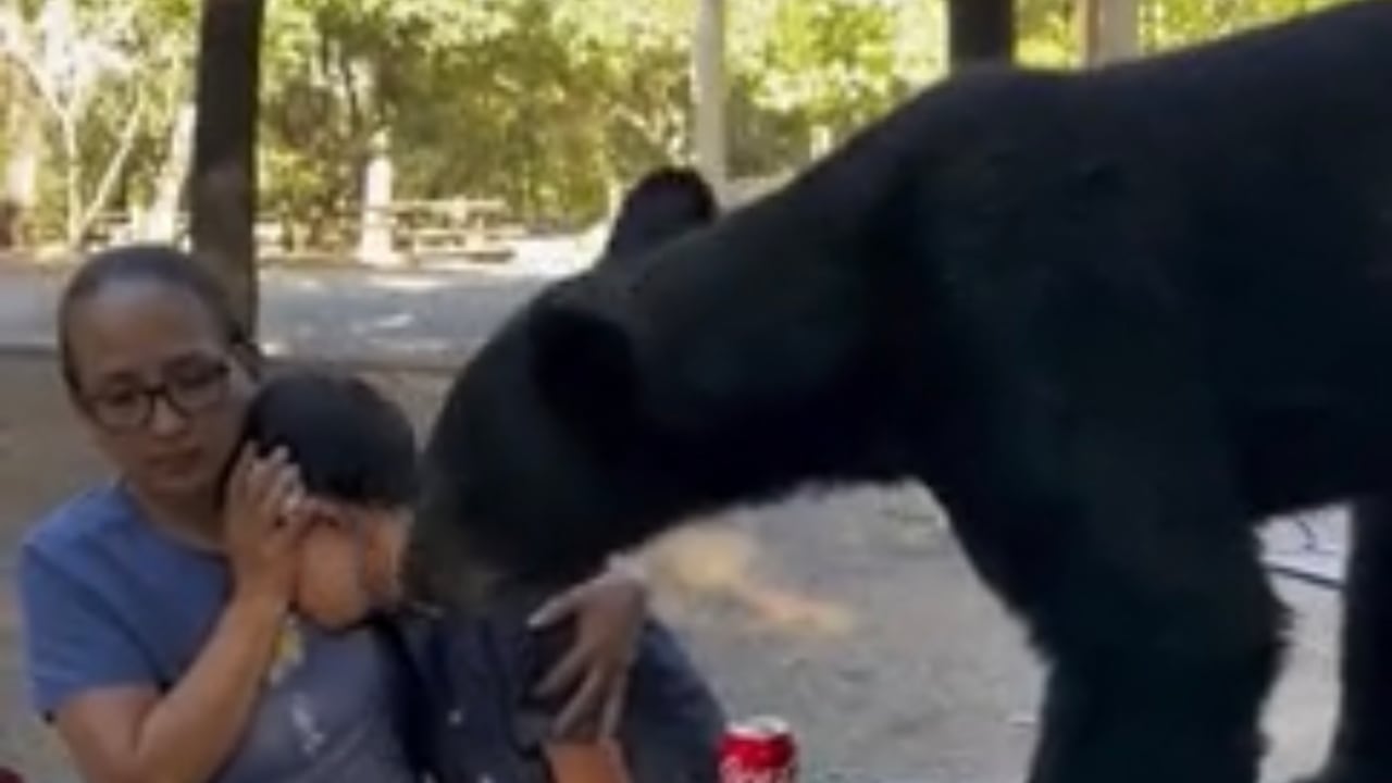 La calmada madre aferró a su hijo contra su cuerpo y le tapó la mirada mientras el oso acababa con la comida.
