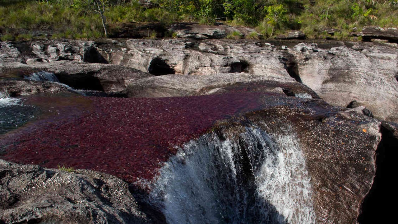Caño Cristales es el principal atractivo turístico de La Macarena, está ubicado en un parque natural. En su suelo hay "fuentes de petróleo", como las ha llamado la comunidad.
