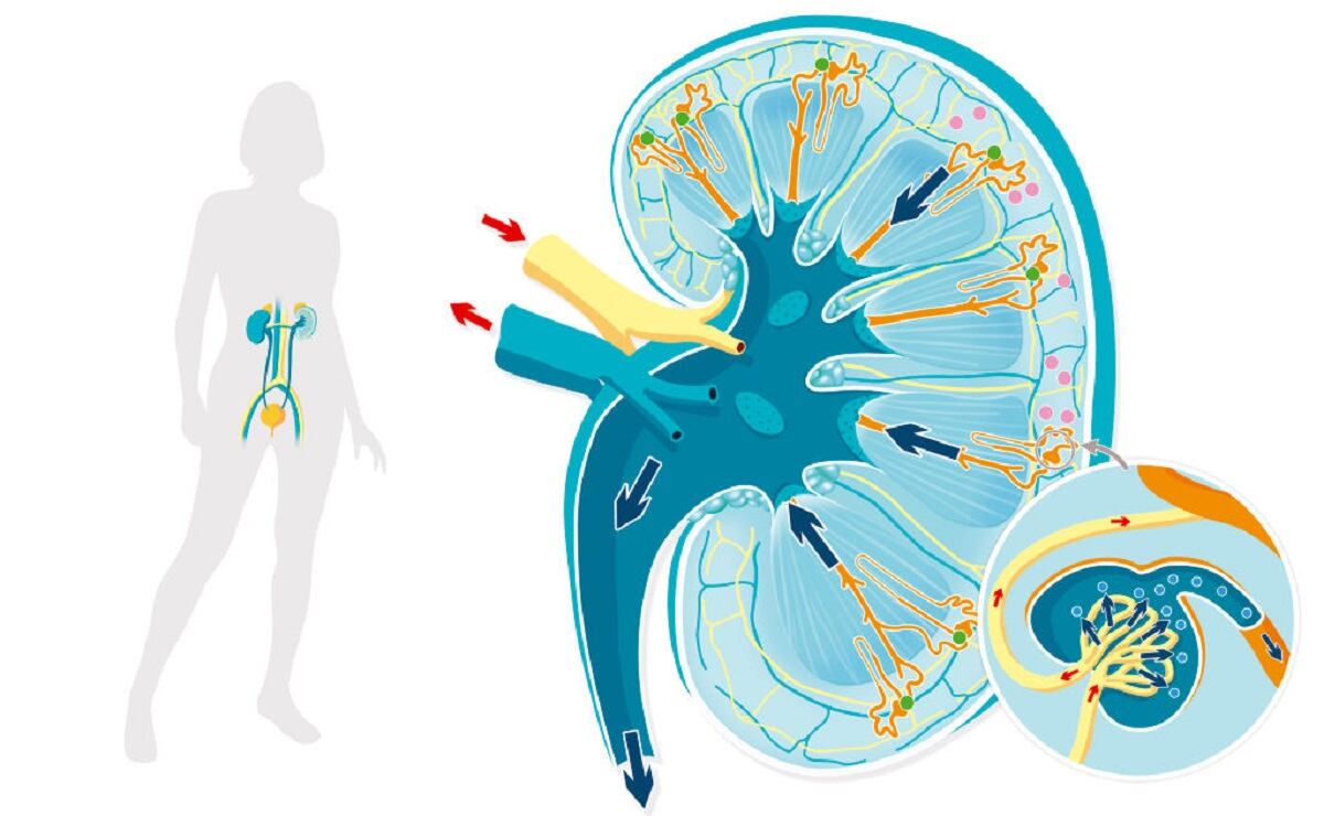 Renal anatomy and physiology