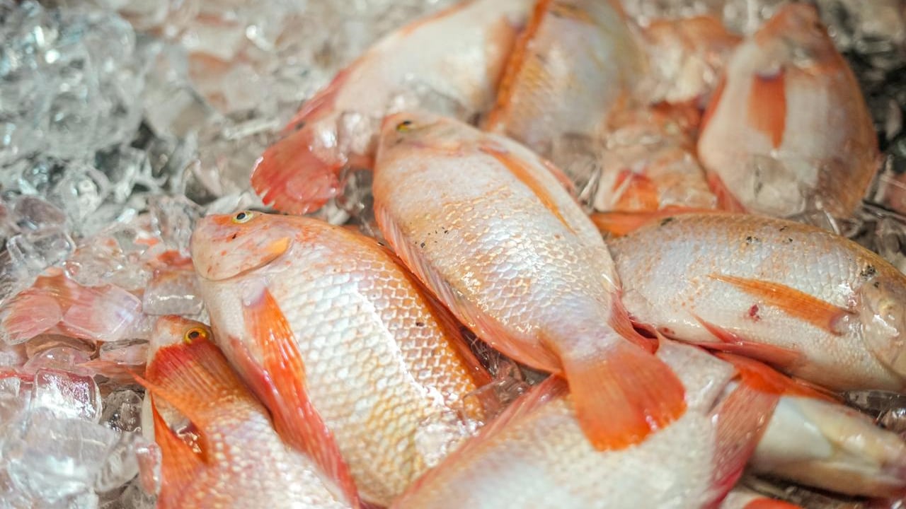 Colombia ha logrado un aumento en
las intenciones de exportaciones de productos pesqueros,