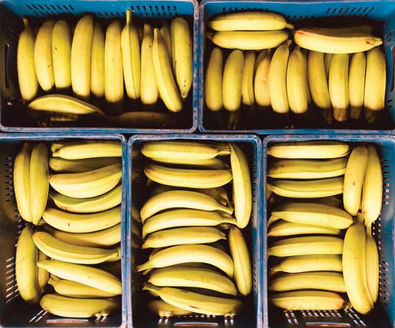 Cultivo de plátano orgánico