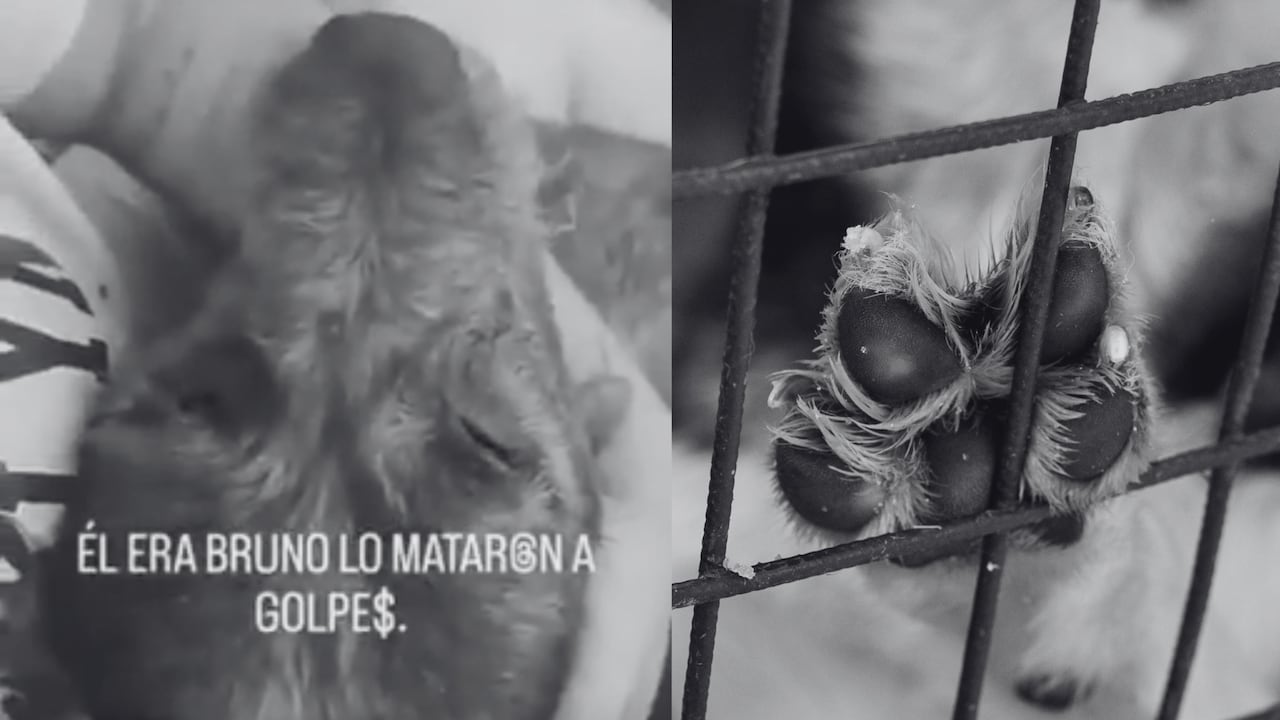 Caso de maltrato animal en Palmira: exigen justicia por muerte de Bruno.