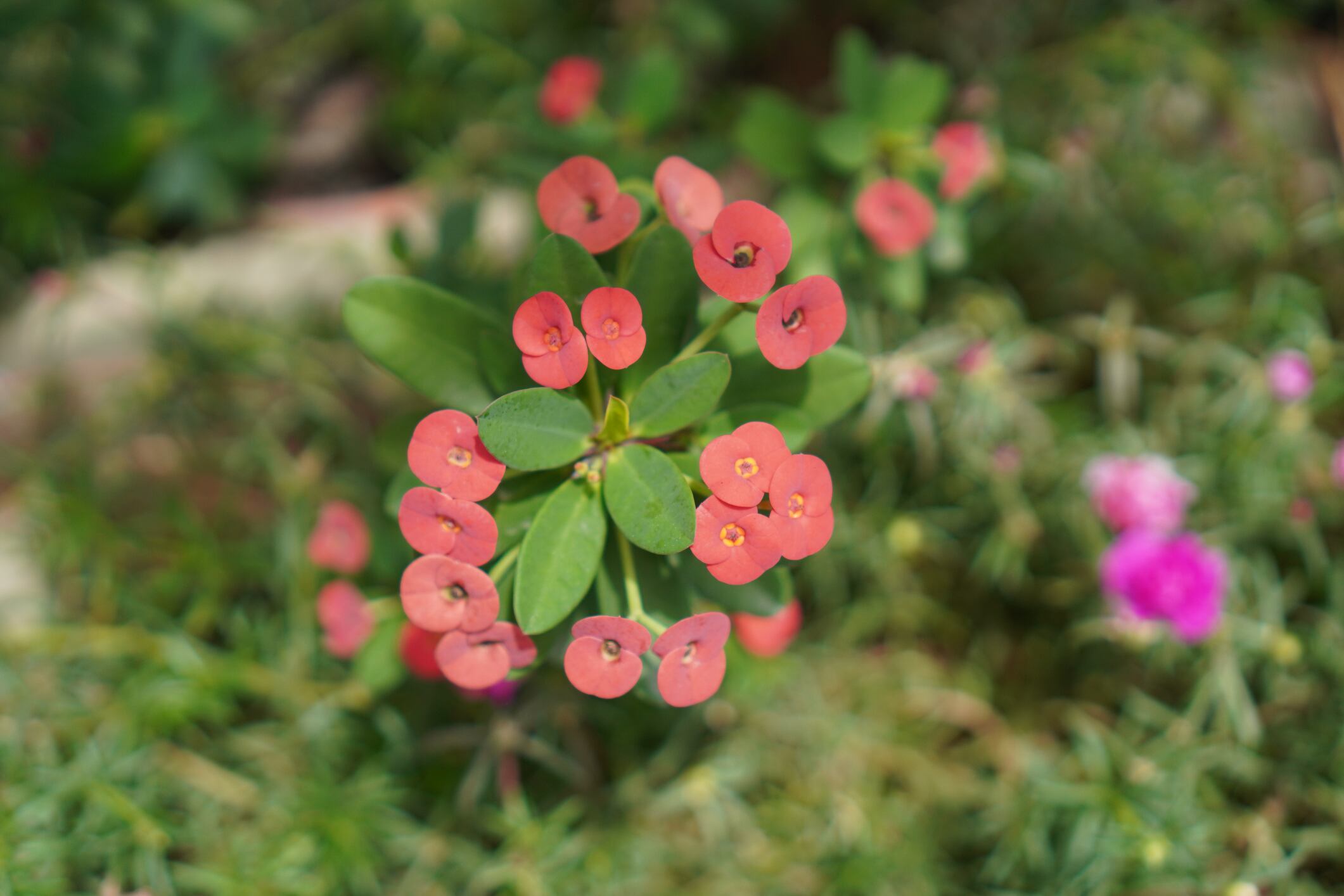 Euphorbia milii, Euphorbiaceae, Euphorbia red flower
