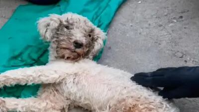 Bailey, perro encontrado en Venezuela