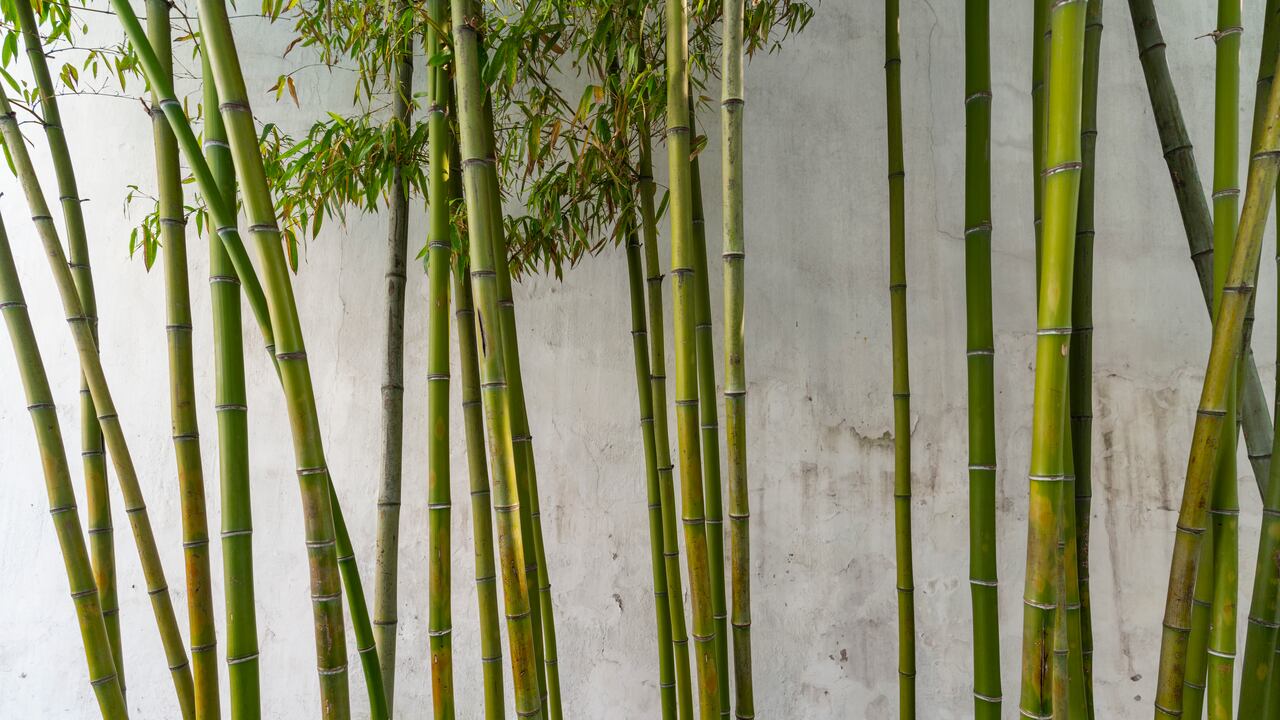 Se cree que el bambú tiene ciertas propiedades que pueden ayudar a atraer la riqueza.