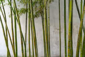 Se cree que el bambú tiene ciertas propiedades que pueden ayudar a atraer la riqueza.