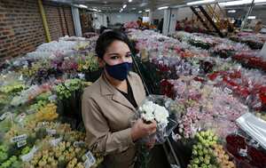 Producción y comercialización de flores en Tocancipá Ayurá S.A.S.
Feb 3 del 2021
Foto Guillermo Torres Reina / Semana