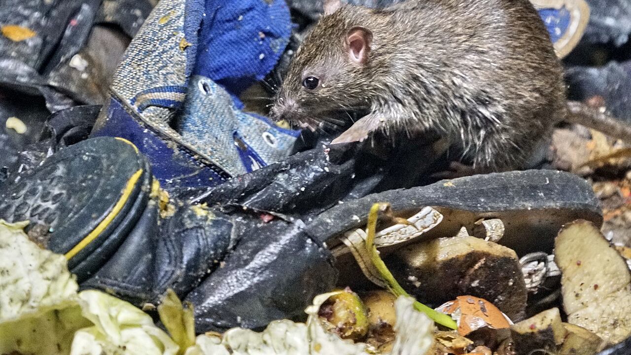 La comunidad del barrio San Fernando se encuentra preocupada por la gran cantidad de roedores que se observan en el parque del perro, ya que estos pueden trasmitir serios problemas de salubridad al sector y a las personas