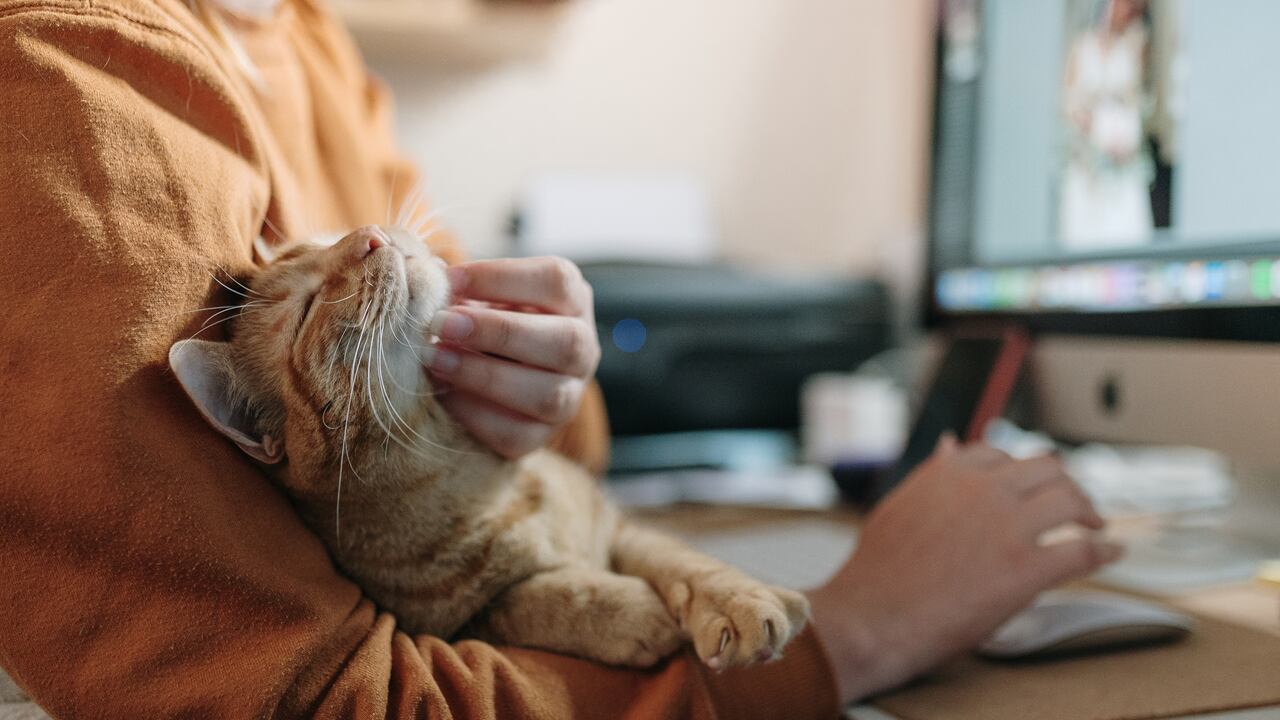 En el CES 2024 se revelaron nuevos dispositivos inteligentes para mascotas