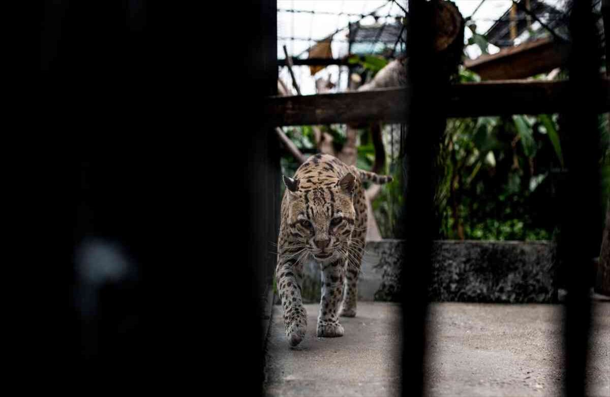 Un Tigrillo (Leopardus pardalis) rescatado de tráfico ilegal, vive en la Fundación Santa Cruz en San Antonio, Cundinamarca, Colombia, el 2 de agosto de, 2019. Foto: Juancho Torres