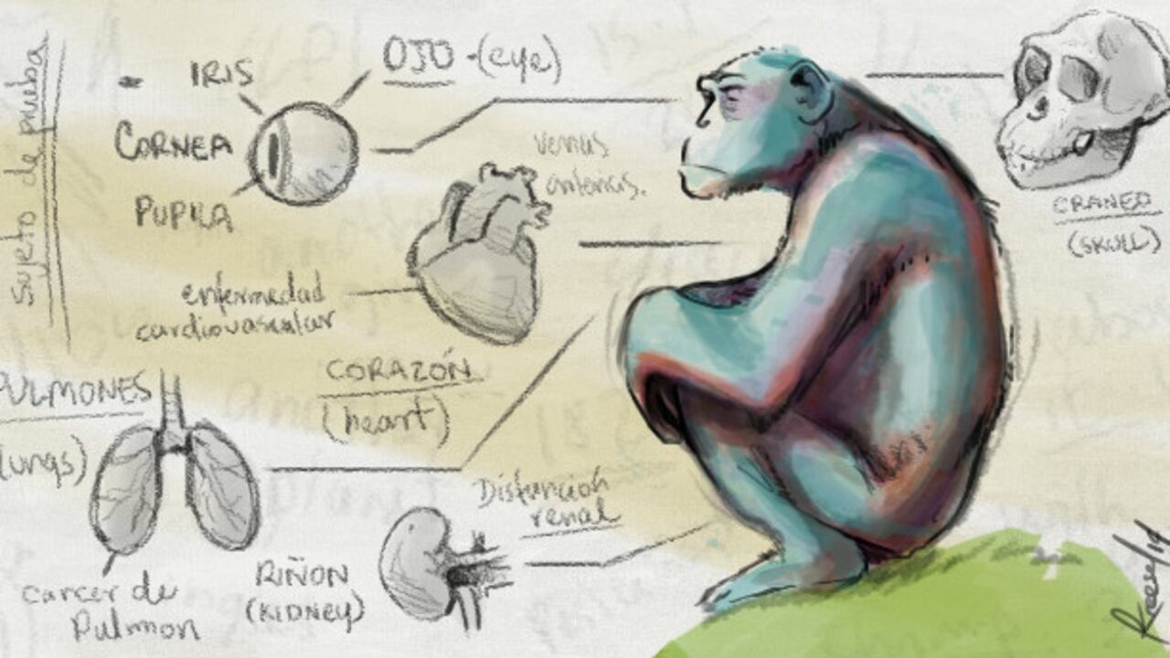 Para muchos las pruebas son crueles, para otros, necesarias.