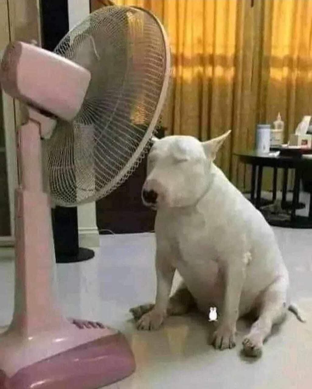 "Yo con esta calor", decía esta fotografía de un canino