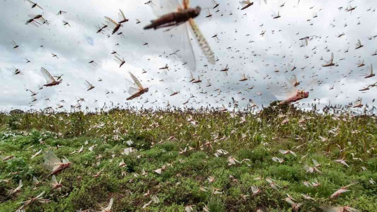 La plaga de langostas está avanzando debido a los cambios en las condiciones climáticas. Foto: Getty Images