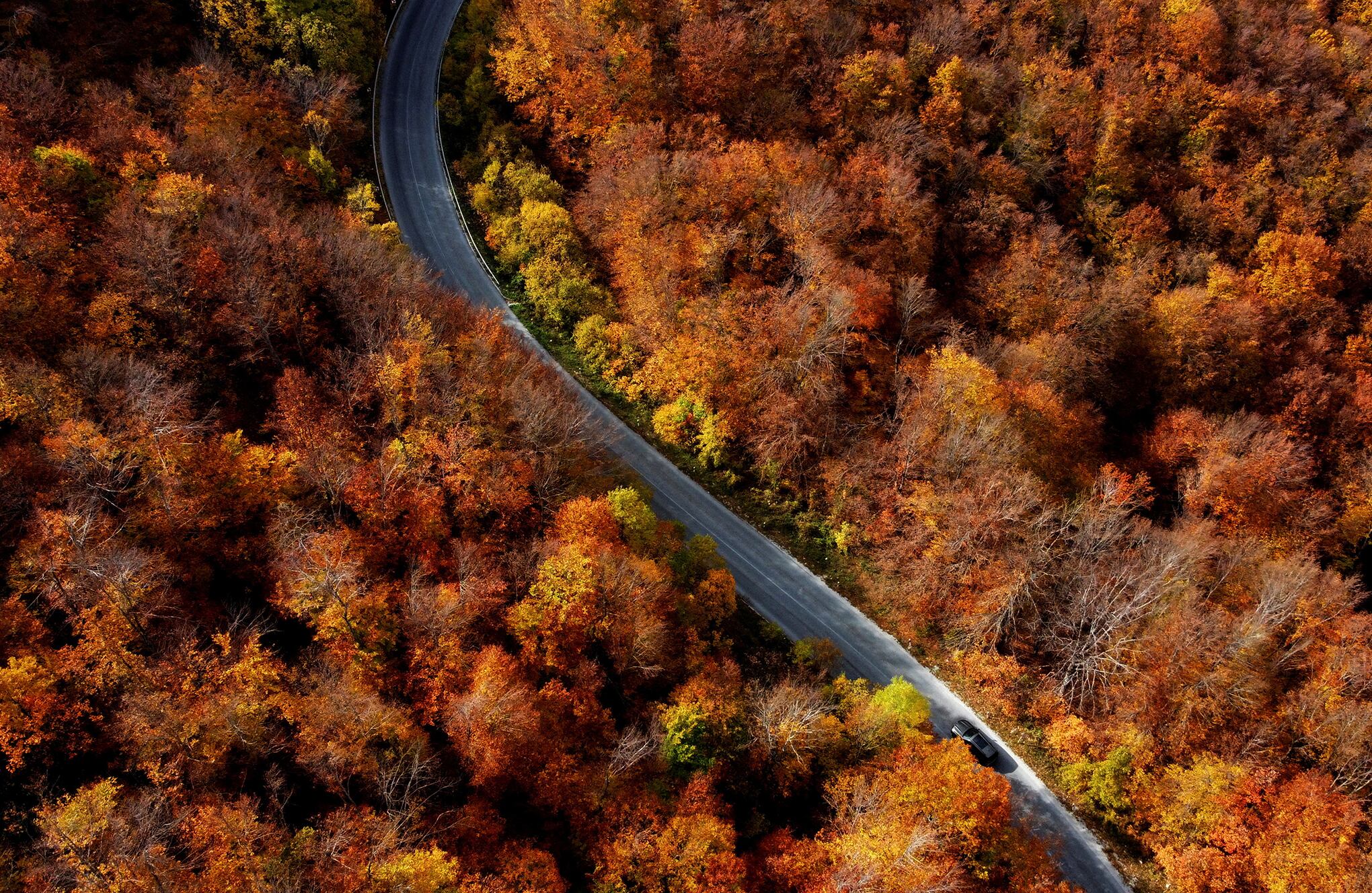 hojas doradas y de color óxido