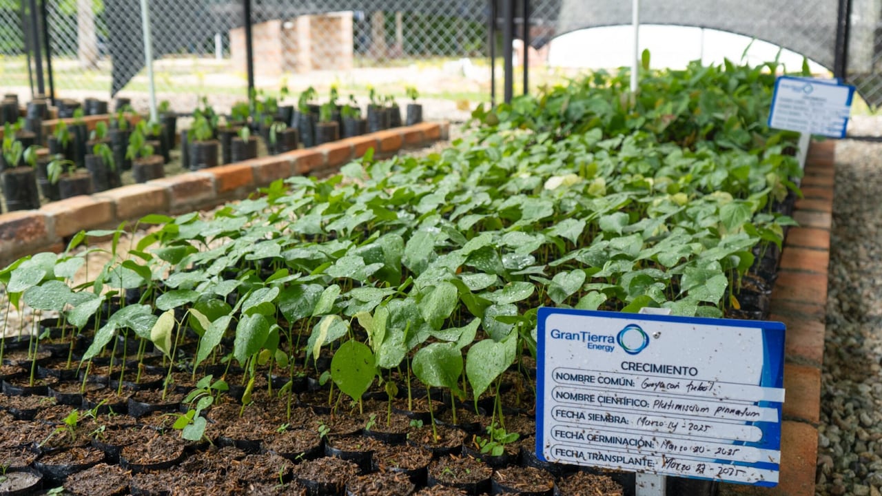 El Centro Forestal Acordionero cuenta con un vivero forestal para la restauración de especies nativas.