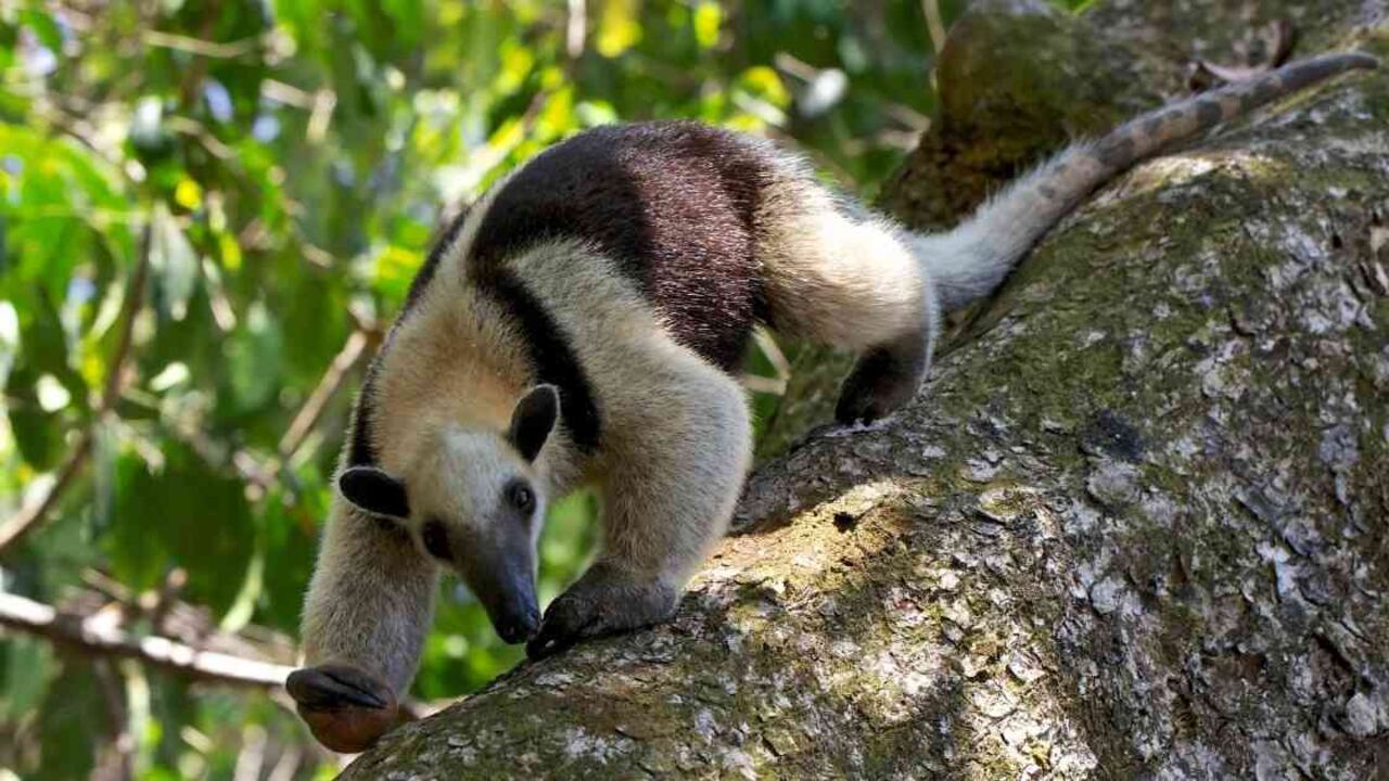 El oso hormiguero es un animal inofensivo, bastante huidizo y no representa peligro alguno para las personas. Foto: Corantioquia - Colombia hoy
