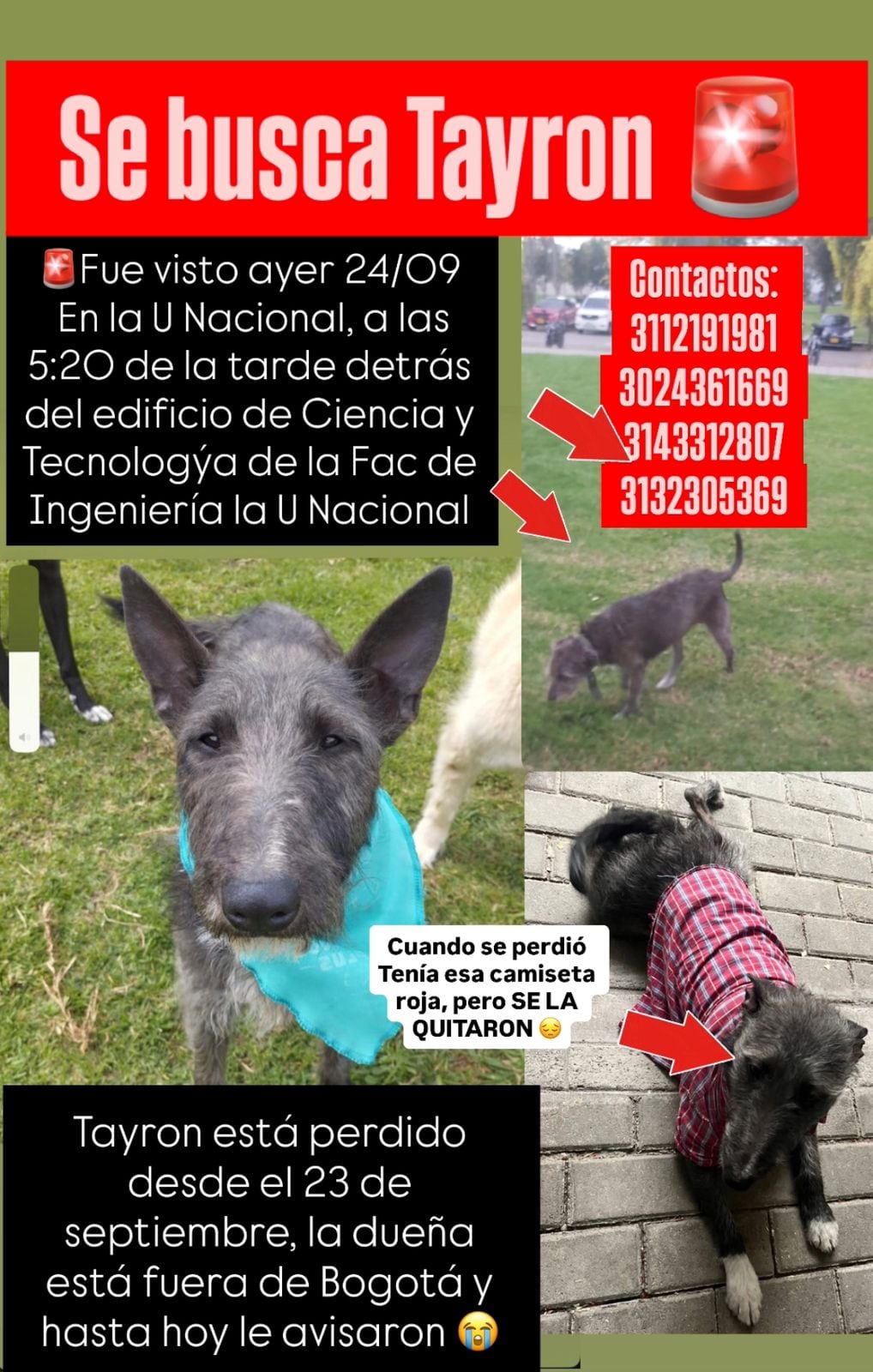 Perrito perdido visto por última vez cerca a la universidad Nacional.
