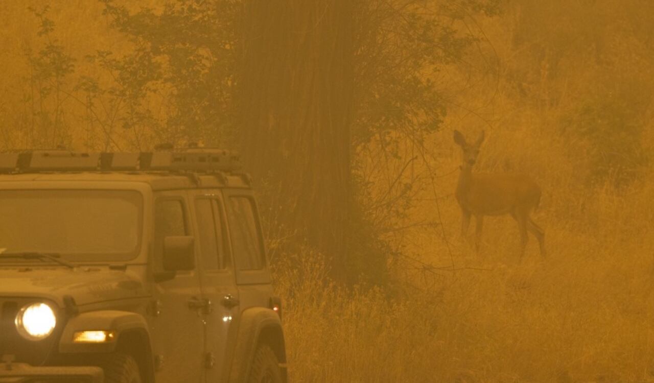 La fauna también se ha visto afectada por el voraz incendio que se presenta en  el Klamath National Forest en California, Estados Unidos