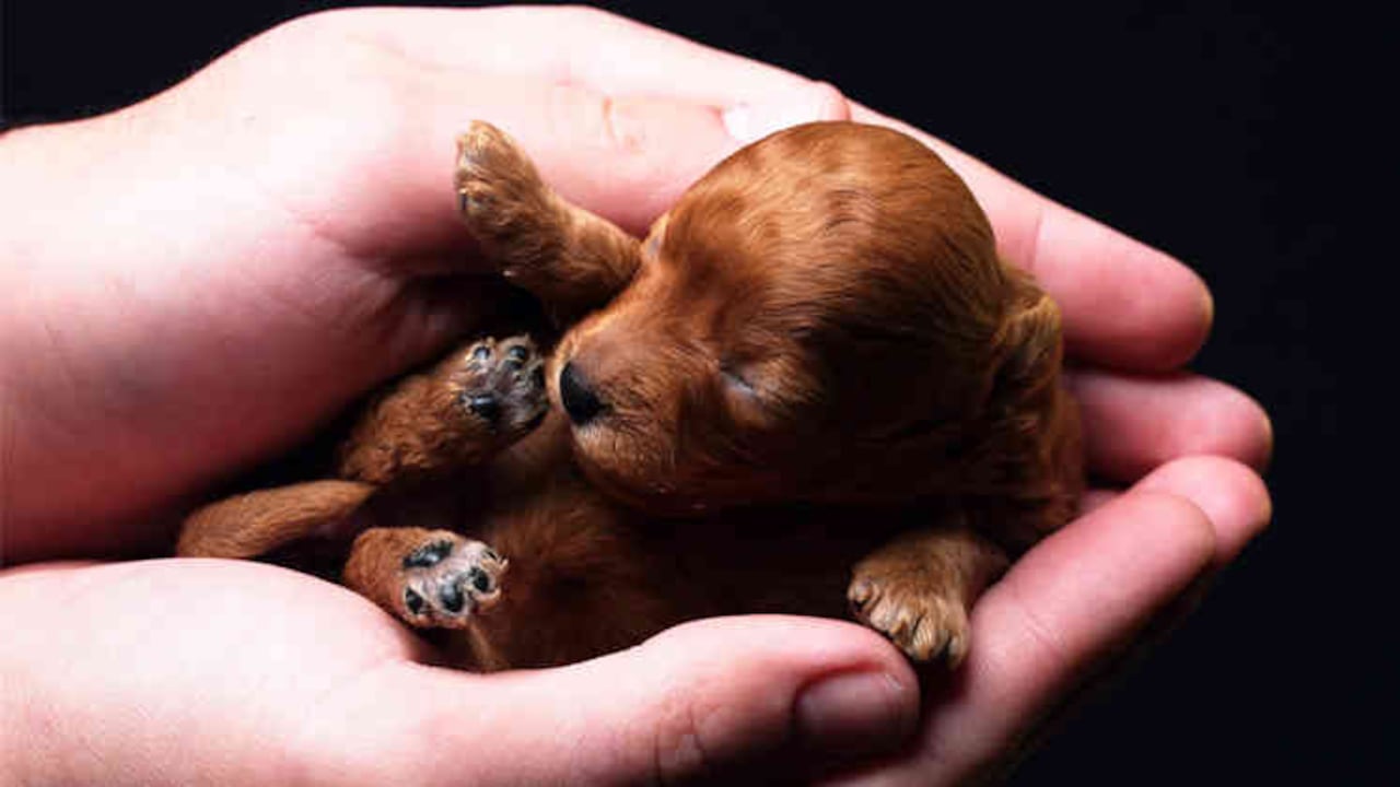 Los perritos pueden escuchar cualquier sonido que esté a una distancia de 225 metros.