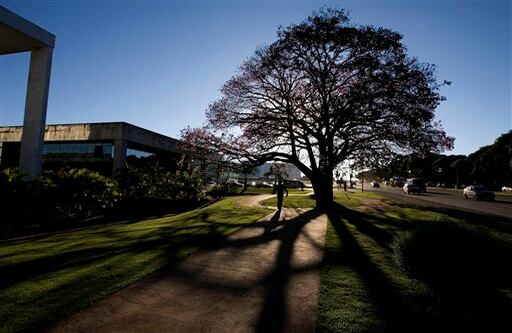 Este árbol de Painera hace parte del paisajismo urbano de la ciudad. El paisajismo estuvo a cargo de Roberto Burle Marx.


