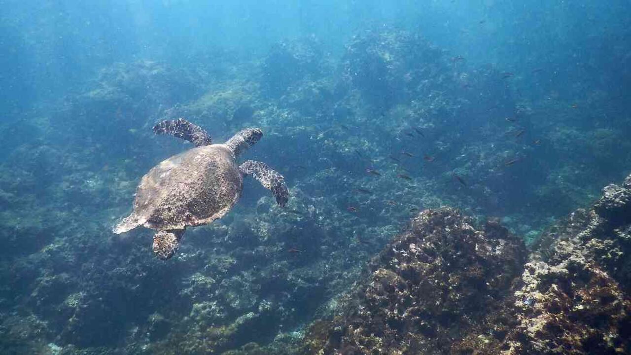 Es poco lo que se sabe de la tortuga carey desde que nace hasta que alcanza su madurez sexual. Foto: Equilibrio Azul