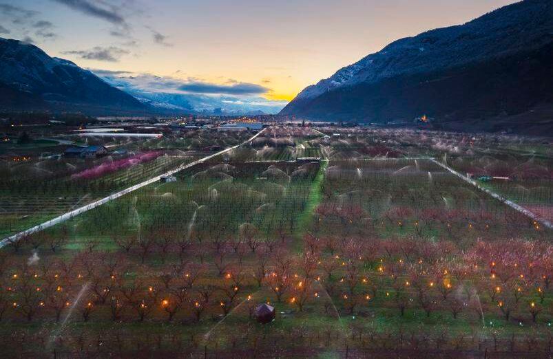 5 de abril - Las velas antihielo se queman en los huertos de albaricoques para proteger los capullos y las flores florecientes de las heladas, en medio de los Alpes suizos. FOTO: Valentin Flauraud / Keystone a través de AP