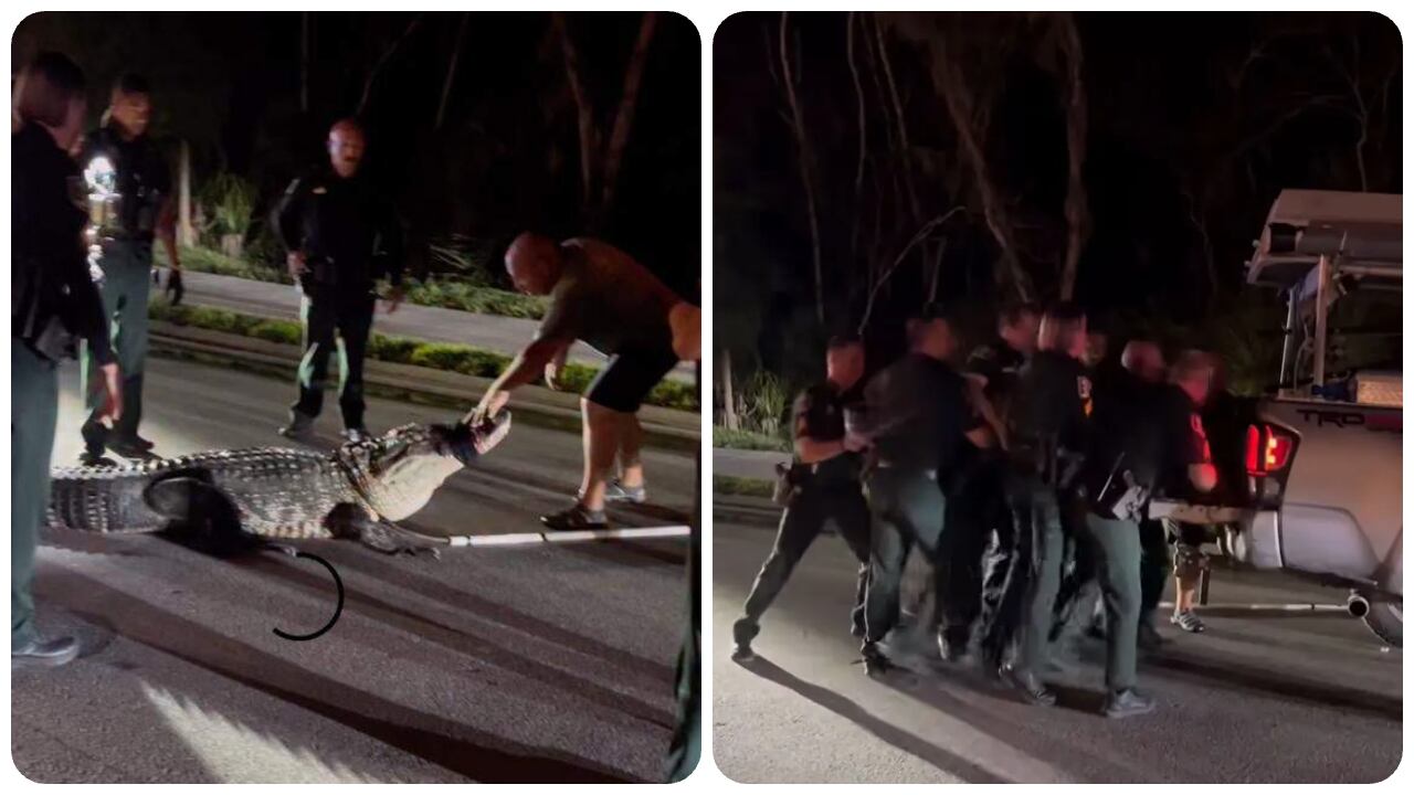 El caimán medía casi 14 metros y pesaba alrededor de 270 kilos.