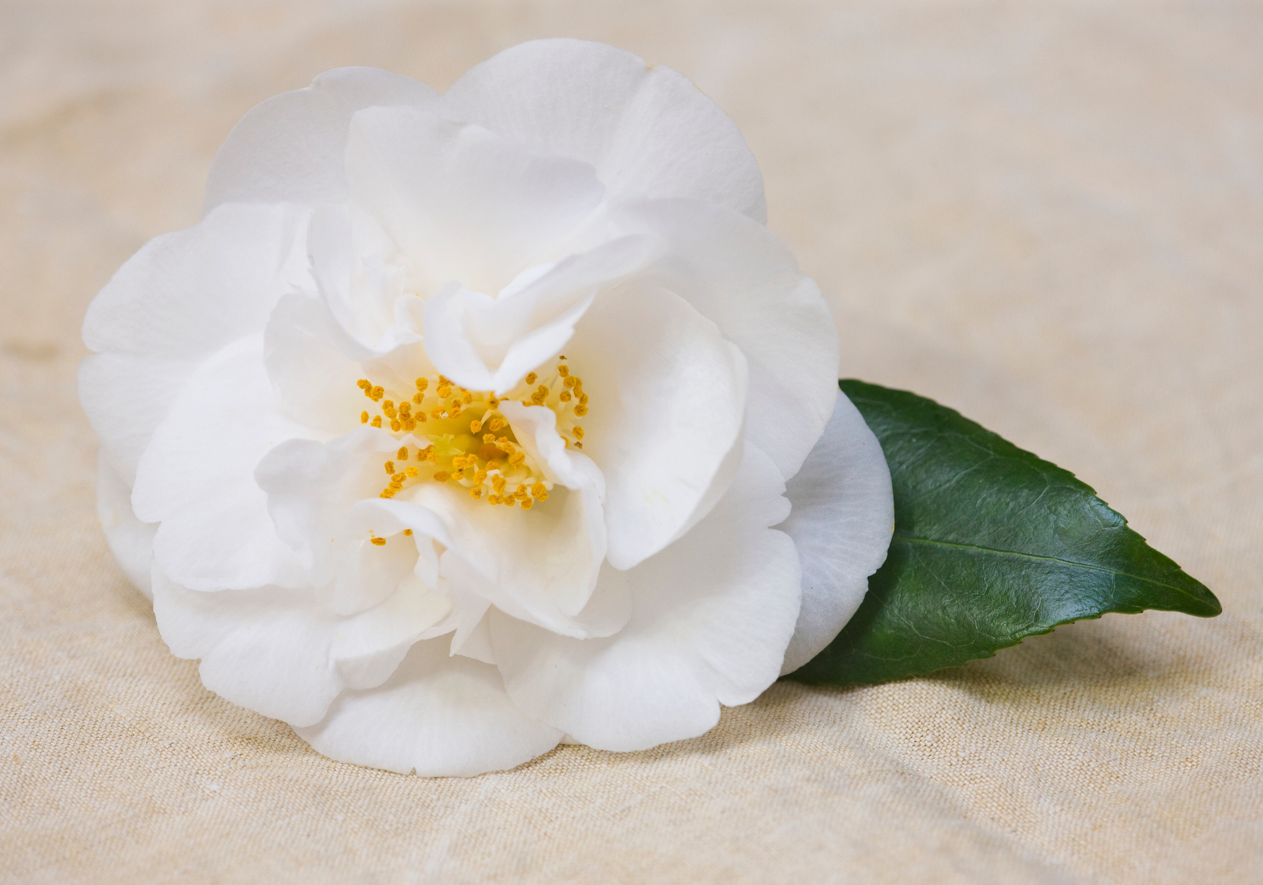 camelias