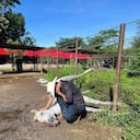 El animal lo había acompañado al Congreso.