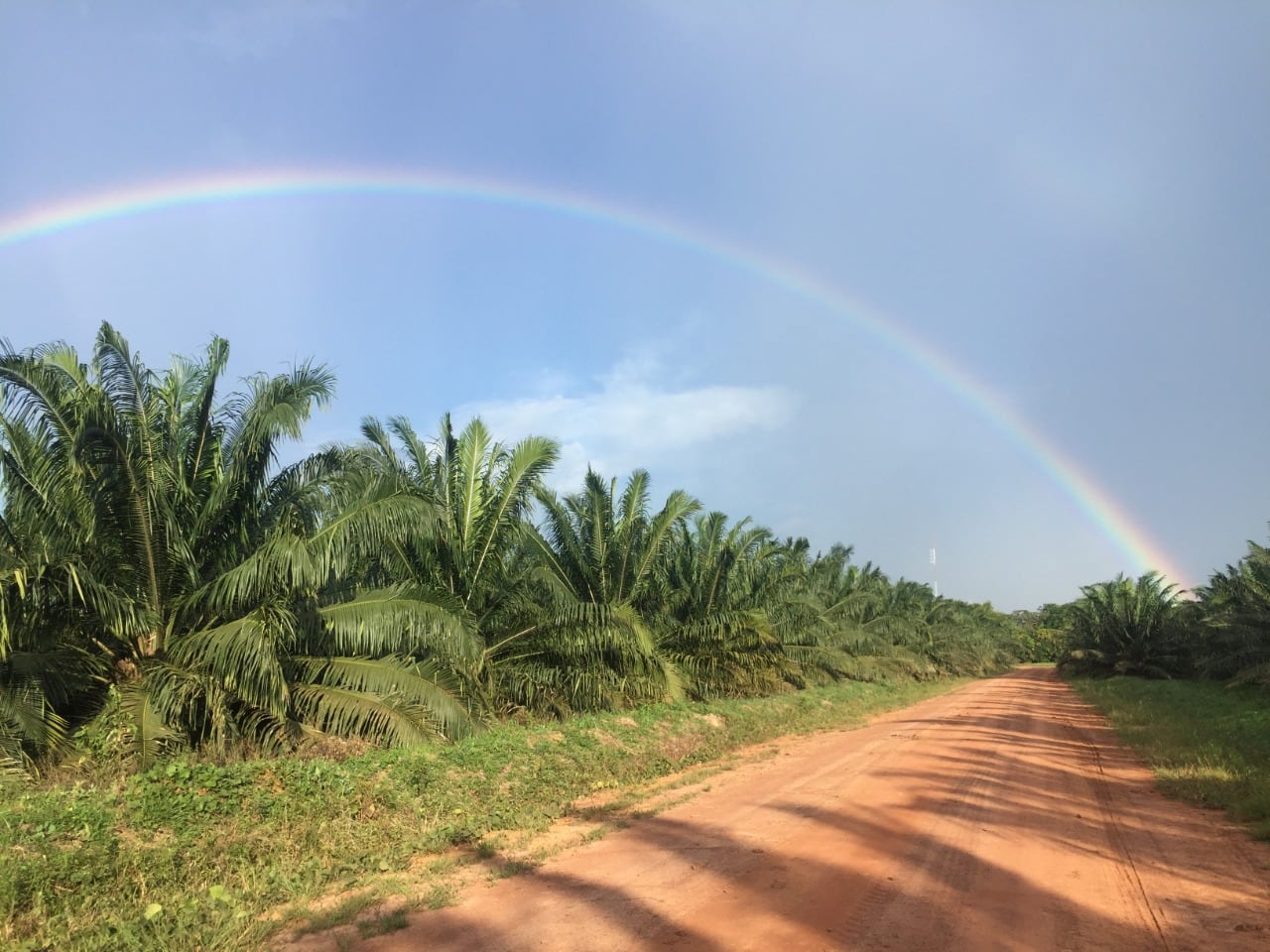 La certificación de 11.524 bonos de carbono en Vichada es el primer paso en la meta de ser carbono neutro en 2030.