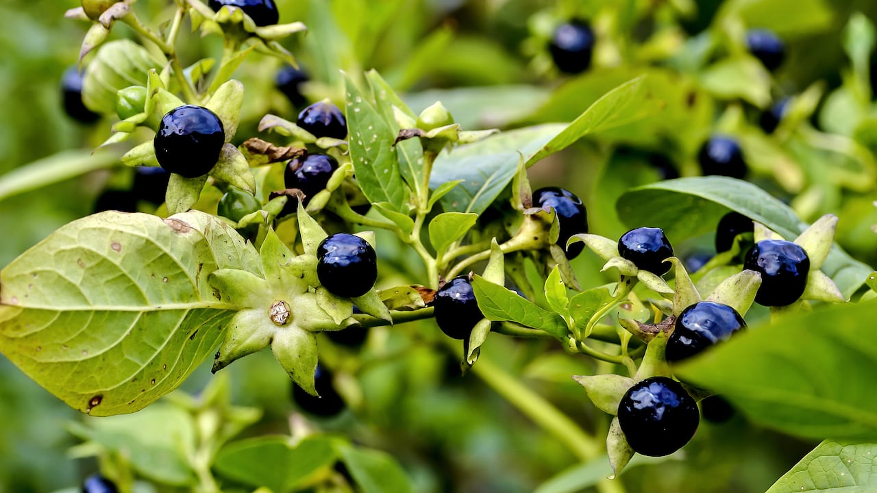 Ingerir una de estas plantas puede ser mortal.