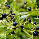 Ingerir una de estas plantas puede ser mortal.