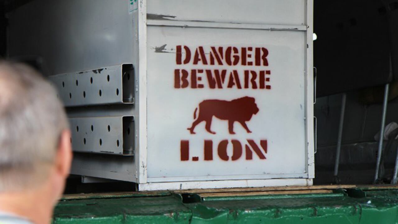 Un hombre observa uno de los siete contendedores que transportan a los leones de Sudáfrica a Ruanda. (AFP)
