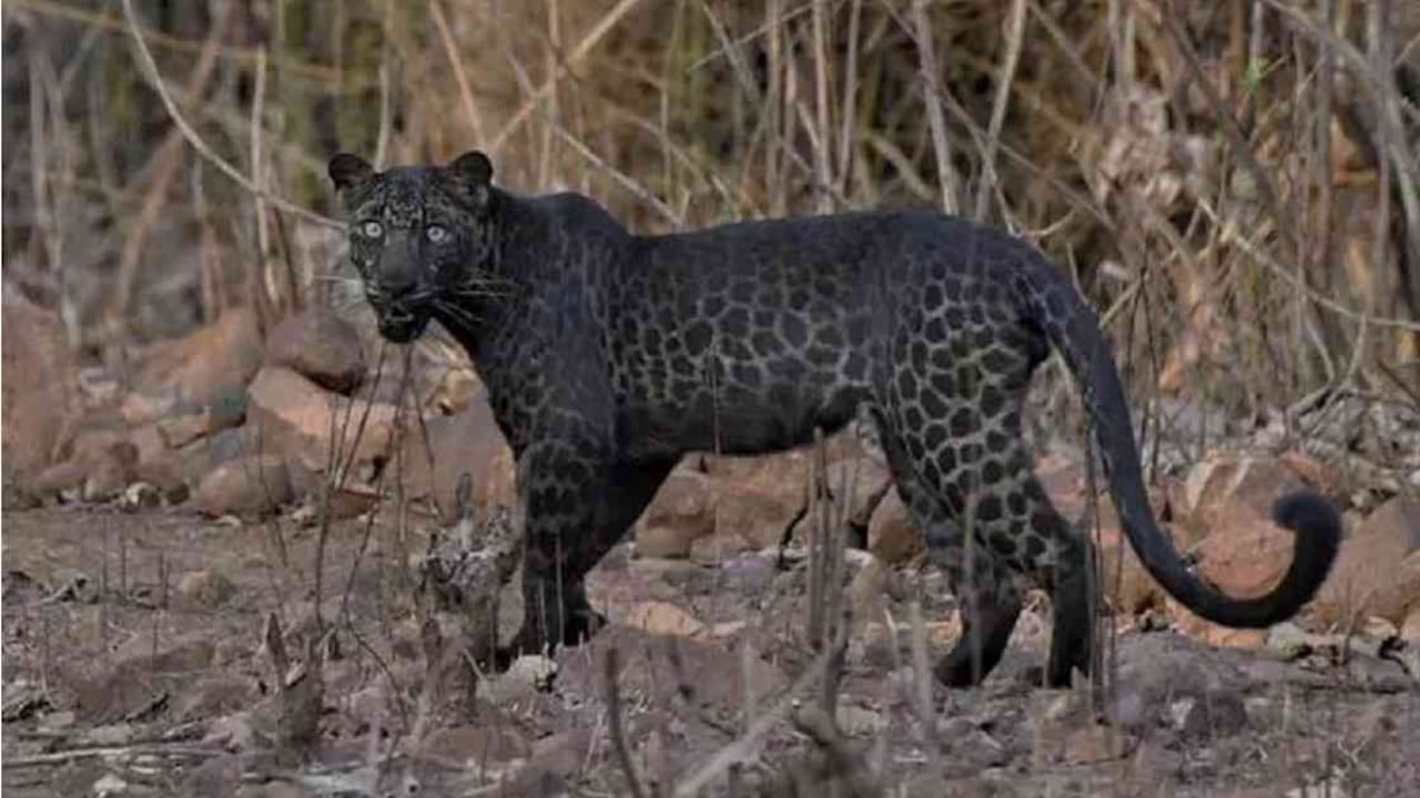 El felino fue captado por el turista Abhishek Pagnis, en un día de verano en el pasado mes de junio.