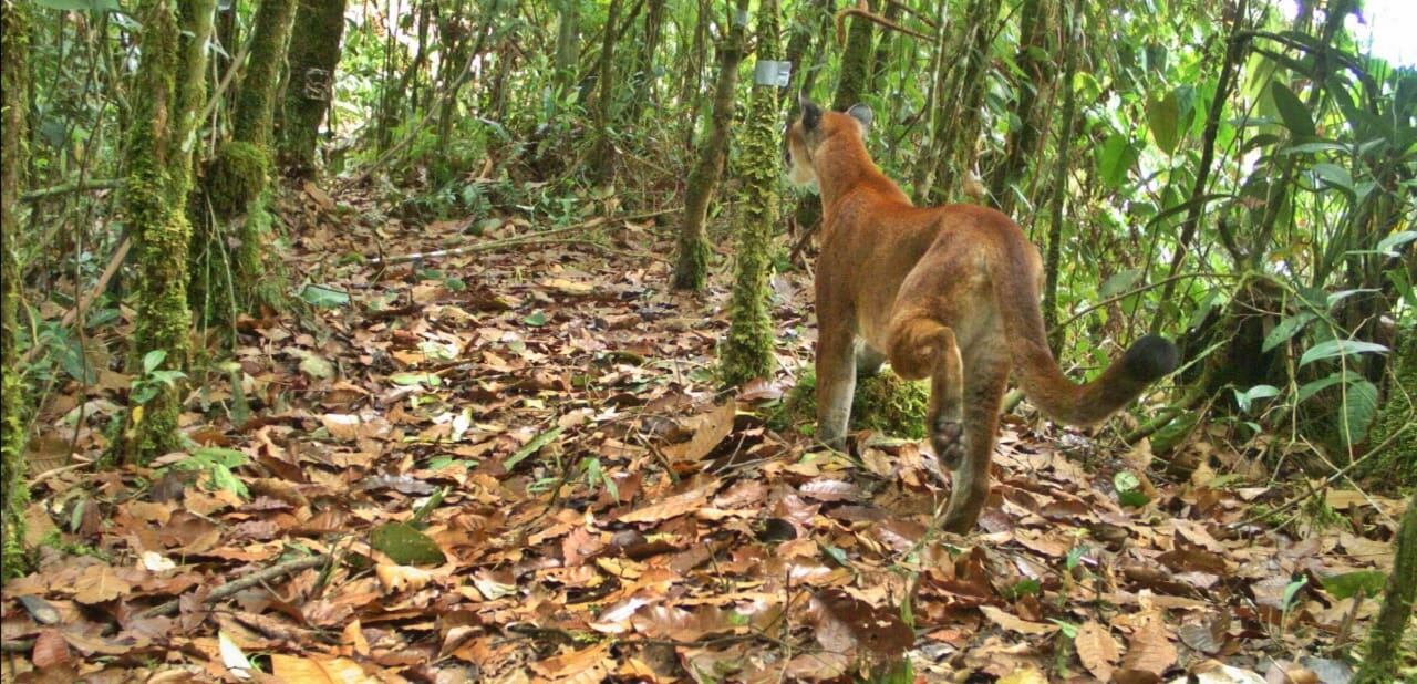 Puma avistado en Parque Tatamá