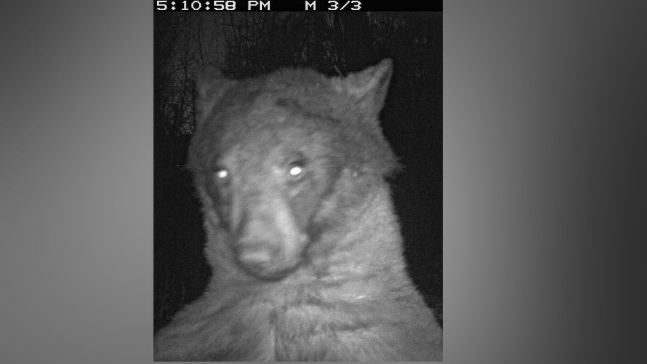 Entre las 580 imágenes encontradas, 400 eran del oso.