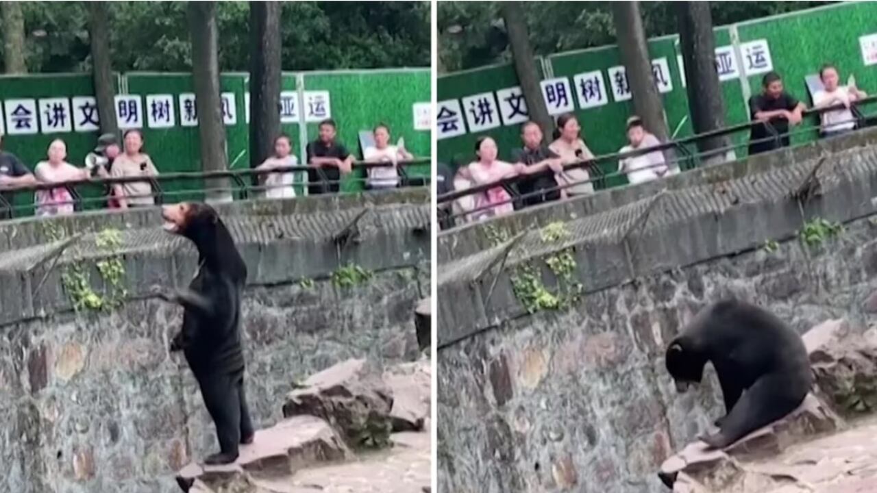 Un zoológico del este de China ha desmentido las insinuaciones de que sus osos son en realidad personas disfrazadas