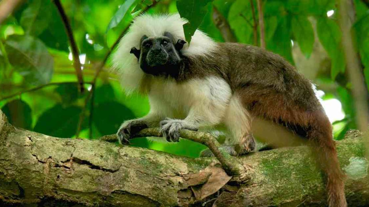 Con la ampliación del área protegida del Parque Natural Regional Los Rosales se busca preservar al mono tití cabeciblanco.