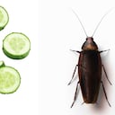 Esta es una gran forma de espantar las cucarachas de la vivienda.