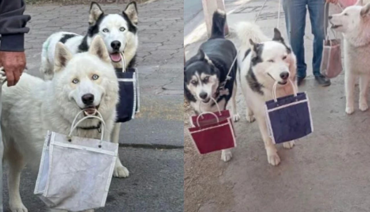 Perrito con bolsas en sus hocicos.