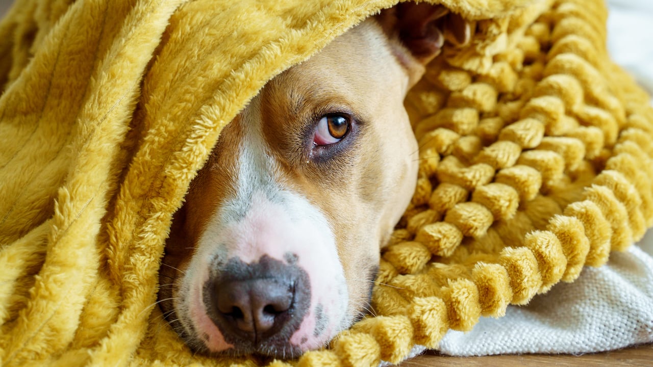 Hay lugares especiales para que los perros duerman en las temporadas más frías.
