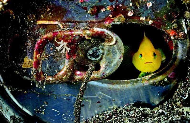 Proveniente de la Península de Izu, un gobio de coral amarillo se asoma a través de la anilla de lata de refresco que hace las veces de su, evidencia de los 127 millones de personas que se encuentran por encima de la superficie del agua (Japón, 2008). FOTO: Brian Skerry/National Geographic