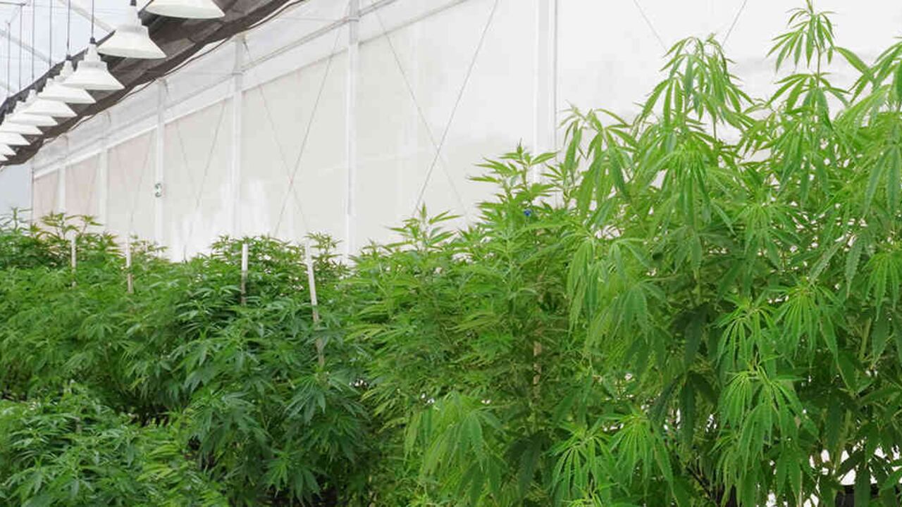 Un estudio indica que el cannabis podría ser la solución para el parkinson.