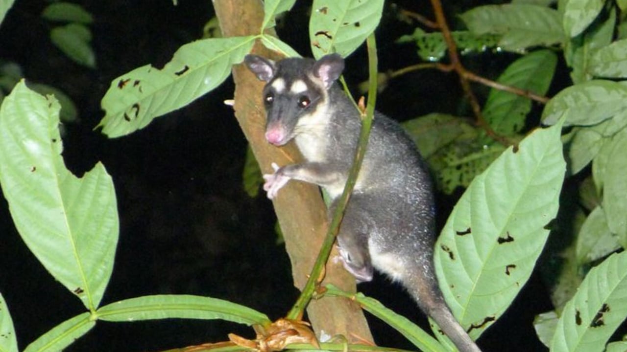 La biodiversidad y diversidad de especies es amplia en la cuenca baja del río Putumayo.